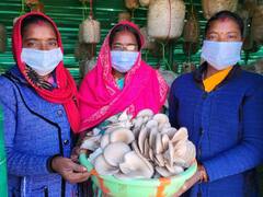 Surguja: सरगुजा में मशरूम के उत्पादन से महिलाएं हो रहीं आर्थिक रूप से मजबूत, जानें कितनी होती है कमाई?