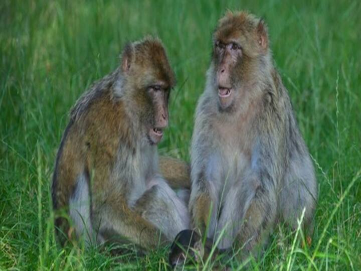 Uttar Pradesh 2-Month-Old Baby Dies in Baghpat After Monkeys Snatch, Throw Him in Water Tank இரண்டு மாத குழந்தையை தண்ணீர் தொட்டியில் வீசிக்கொன்ற குரங்குகள்.. இது என்ன குரங்கு அட்டகாச மாதமா?