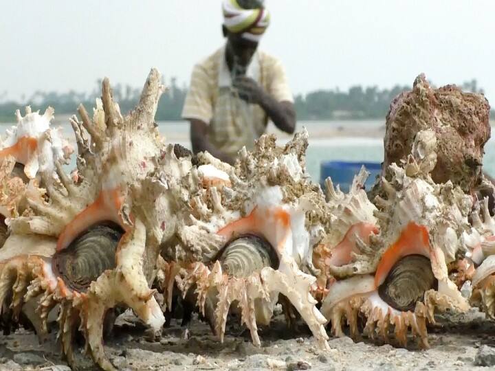 Fishermen interested in exporting conch meat உணவாகவும் மருந்தாகவும் உள்ள சங்கு இறைச்சியை ஏற்றுமதி செய்ய ஆர்வம் காட்டும் மீனவர்கள்