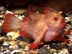 Trending News: 20 साल पहले विलुप्त हो गई थी 'हाथों' से चलने वाली यह मछली, ऑस्ट्रेलिया में फिर दिखी