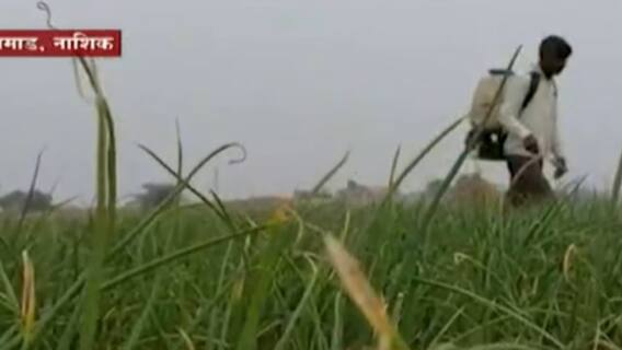 Manmad Nashik : ढगाळ वातावरणामुळे कांदा पिकावर रोग; मावा करवा रोगाचा पिकाला फटका