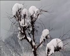 Kashmir & Himachal Pradesh Snowfall : যে দিকে তাকাবেন শুধুই তুষার-আস্তরণ, সিমলা থেকে দোদা, দেখুন বরফ-ছবি