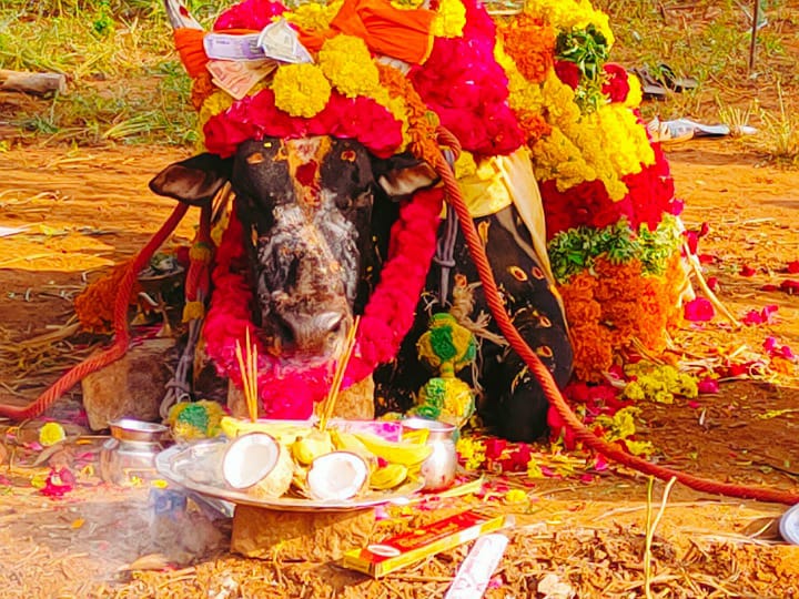 கரூர் அருகே ஜல்லிக்கட்டுக்கு தயாராகி வந்த காளை உயிரிழப்பு - ஒப்பாரி வைத்து பொதுமக்கள் கண்ணீர் அஞ்சலி