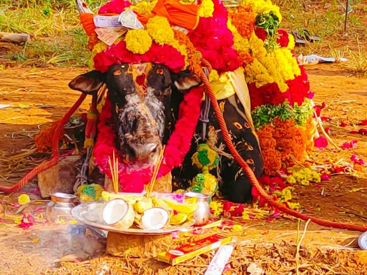 Jallikattu morning death near Karur - Public tearful tribute to Oppari கரூர் அருகே ஜல்லிக்கட்டுக்கு தயாராகி வந்த காளை உயிரிழப்பு - ஒப்பாரி வைத்து பொதுமக்கள் கண்ணீர் அஞ்சலி