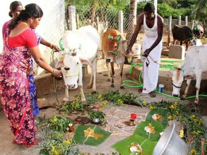 Pongal 2022 | காணும் பொங்கலும், சிறு வீட்டுப் பொங்கலும் தமிழர் பண்பாட்டின் அடையாளமா ?