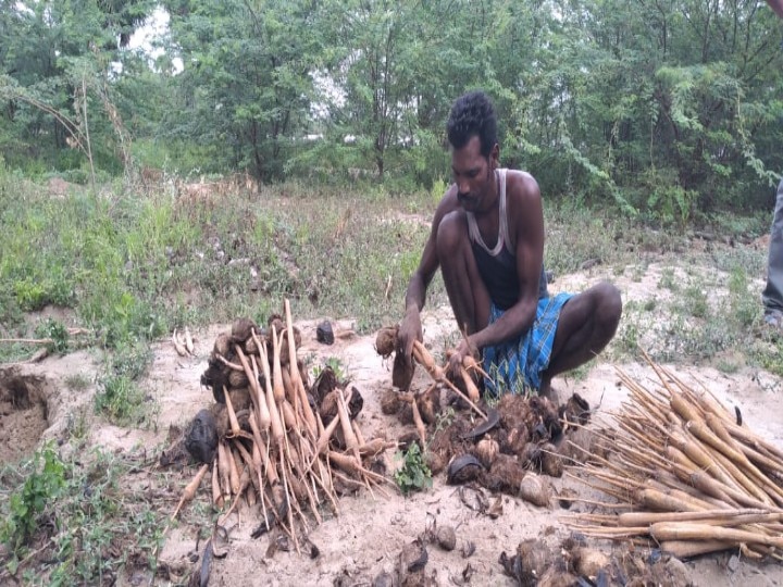 கரும்பை போல் பனங்கிழங்கையும் பொங்கல் பரிசாக வழங்க வேண்டும் - அரசுக்கு பனைத்தொழிலாளர்கள் கோரிக்கை