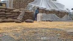 Heavy Downpour & hailstorm ruin crops in MP & UP; Farmers call for help