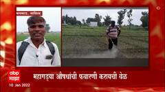 Nashik: ढगाळ वातावरणामुळे कंदा पिकावर रोग ABP Majha