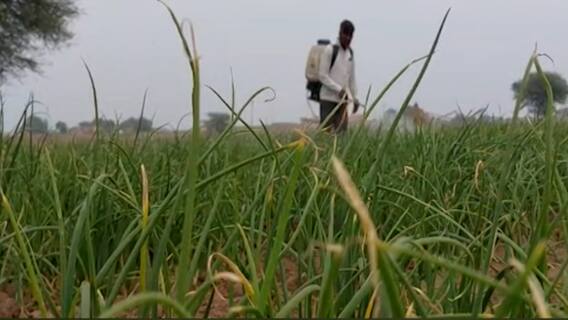 Manmad, Nashik : अवकाळीचा ढग, शेतकरी त्रस्त; ढगाळ वातावरणामुळे कांद्याच्या पिकाचे नुकसान