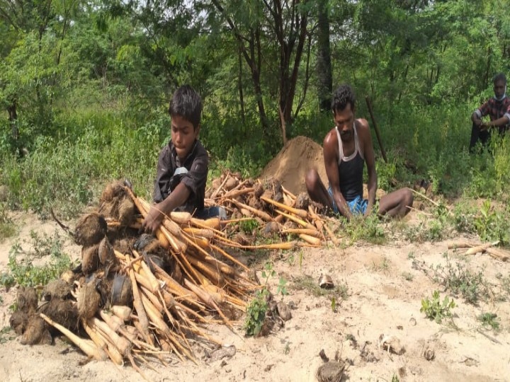 கரும்பை போல் பனங்கிழங்கையும் பொங்கல் பரிசாக வழங்க வேண்டும் - அரசுக்கு பனைத்தொழிலாளர்கள் கோரிக்கை