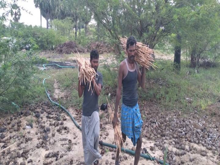 Palm tubers like sugarcane should be given as Pongal gifts - palm workers demand கரும்பை போல் பனங்கிழங்கையும் பொங்கல் பரிசாக வழங்க வேண்டும் - அரசுக்கு பனைத்தொழிலாளர்கள் கோரிக்கை