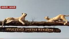 Chandoli Sangli Tiger Reserve : शिराळा तालुक्यात कोरोना वाढल्याने चांदोली राष्ट्रीय उद्यान बंद