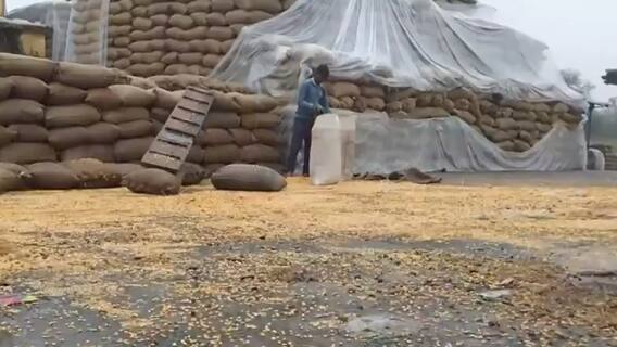 बेमौसम बरसात ने किसानों की बढ़ाई परेशानी, खड़ी फसल हो गई बर्बाद, देखिए नुकसान की तस्वीरें