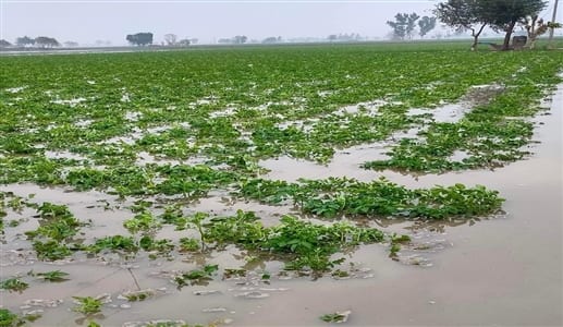 Rains break record, major crop damage in Punjab ਬਾਰਸ਼ ਨੇ ਤੋੜੇ ਰਿਕਾਰਡ, ਪੰਜਾਬ 'ਚ ਫਸਲਾਂ ਦਾ ਵੱਡਾ ਨੁਕਸਾਨ