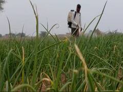 ढगाळ वातावरणाचा कांद्याला फटका; बुरशीजन्य रोगाचा प्रार्दुभाव, बळीराजा चिंतेत