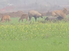 UP Election 2022: छुट्टा जानवरों से परेशान हैं प्रयागराज के किसान, चुनाव में मुद्दा नहीं बन पा रही है यह समस्या