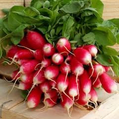 Health Tips : কোন কোন শাক-সব্জির পাতায় রয়েছে ঔষধি গুণ ?