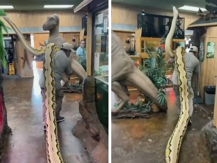 Man put python on his Shoulder without any fear, video getting viral on social media Watch : अजगर को कंधे पर सामान की तरह लादकर चल दिया यह शख्स, फिर अजगर ने जो किया वो हैरान कर देगा