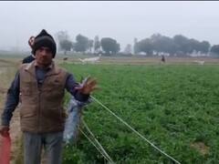 UP News: मौसम की मार से बर्बाद हुई किसानों की पूरी फसल, लेकिन विभाग के सर्वे में लगा अलग ही अनुमान