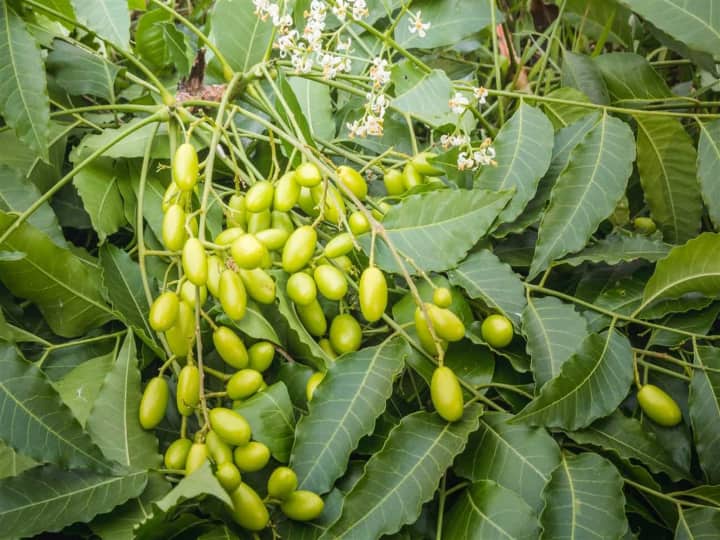 Natural Farming: Know the importance of neem tree in natural farming details inside Natural Farming: પ્રાકૃતિક ખેતી માટે કલ્પવૃક્ષ છે લીમડો, જાણો કેવી રીતે છે ઉપયોગી