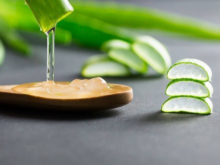 Natural aloe vera gives lots of benefits in your life and hair diet also Aloe Vera Benefits | கற்றாழை இத்தனை குணப்படுத்துமா? லிஸ்ட் படிச்சா கண்டிப்பா சாப்பிடுவீங்க!