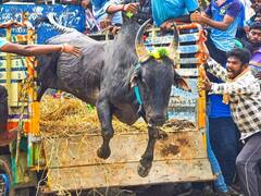 Alankanallur Jallikattu | உள்ளூர் பிரசித்தி பெற்ற ஜல்லிக்கட்டாக மாறும் உலக பிரசித்தி பெற்ற அலங்காநல்லூர் ஜல்லிக்கட்டு; பின்னணியில் கட்டுப்பாடுகள்!