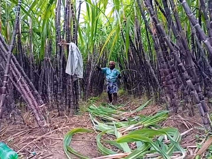 Intermediaries misusing sugarcane as a Pongal gift from the Government of Tamil Nadu - buying for 11 rupees and selling for 33 rupees வாங்குறது 11 ரூபாய்; விக்கிறது 33 ரூபாய் - அரசின் கரும்பு கொள்முதலில் கமிஷன் அடிக்கும் இடைத்தரகர்கள்