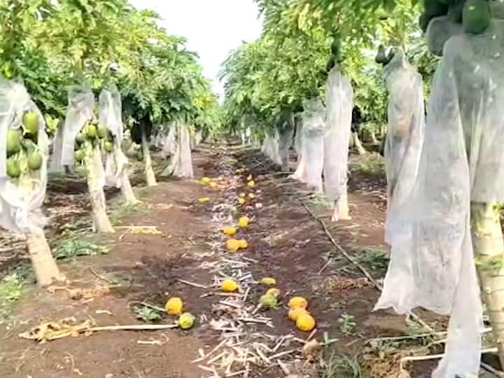 Papaya crop farmer trouble in Nandurbar district मातीमोल दर आणि व्यापाऱ्यांचा मनमानी कारभार; नंदुरबारमधील पपई उत्पादक शेतकरी अडचणीत  