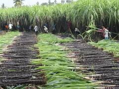 pongal 2022 | மேலூர் பொங்கல் கரும்பு பல்வேறு இடங்களுக்கும் தயார் !