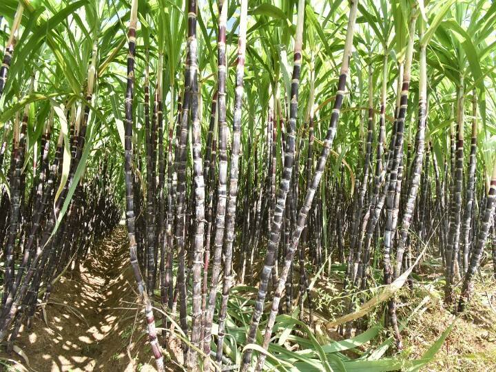 பொங்கல் கரும்பு தீவிரமாக வெட்டப்பட்டு வருகிறது.