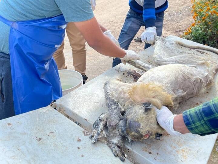 jodhpur baboon rescued after fungal infection as treatment is being done in machia bio garden ANN Jodhpur News:  फंगल इंफेक्शन से ग्रसित लंगूर को घायल अवस्था में लाया गया माचिया जैविक उद्यान, इलाज शुरू