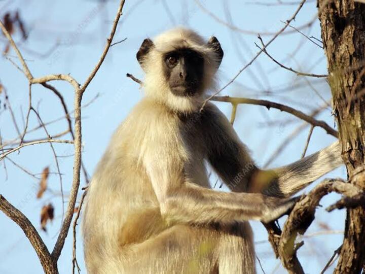 Video - Monkey Funeral | 1500 பேருக்கு விருந்து.. கொரோனாவுக்கு பயமில்லாமல் குரங்கின் இறுதிச்சடங்குக்கு அழுத கிராமம்.. கடுப்பான போலீஸ்