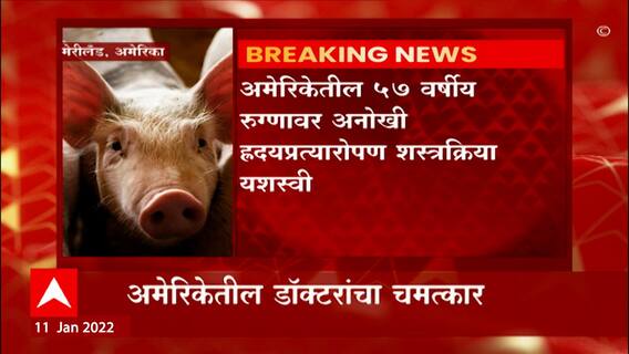 Heart Transplant from Pig : आश्चर्यच! डुकराचे हृदय बसवले माणसाला, अमेरिकेत यशस्वी प्रयोग