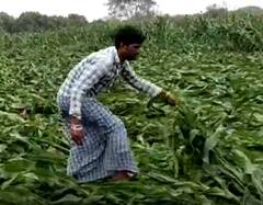 Jagityal Crop Loss: జగిత్యాలలో భారీ వర్షాలకు పంటనష్టం...ఆందోళనలో రైతులు