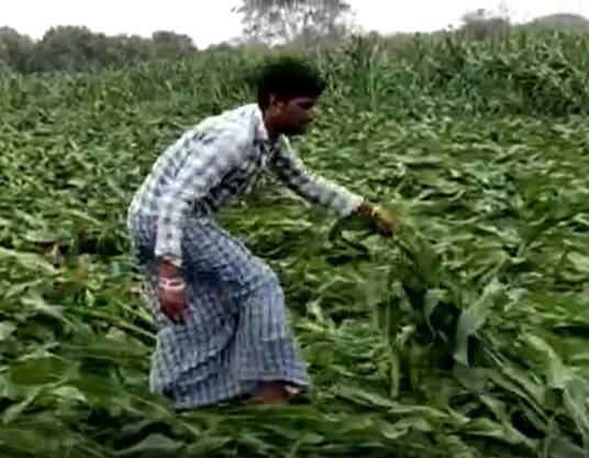 Jagityal Crop Loss: జగిత్యాలలో భారీ వర్షాలకు పంటనష్టం...ఆందోళనలో రైతులు