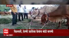 Buldhana: खिल्लारी, देवणी जातीच्या बैलांना मोठी मागणी, शेतकऱ्यांना आर्थिक फायदा ABP Majha