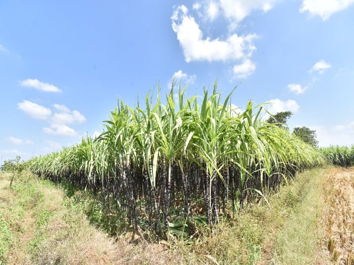 தென் மாவட்டங்களில் அதிகளவு மேலூர் கரும்பு வெளி மாநிலங்களுக்கு செல்கிறது.