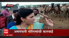 Amravati : कत्तलीसाठी नेण्यात येणारे 58 उंट ताब्यात, अमरावती पोलिसांची कारवाई