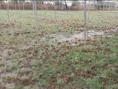 Chhattisgarh Weather News: एक बार फिर मौसम की मार से फसलों को नुकसान, जानें किन-किन इलाकों में जारी रहेगी बारिश?