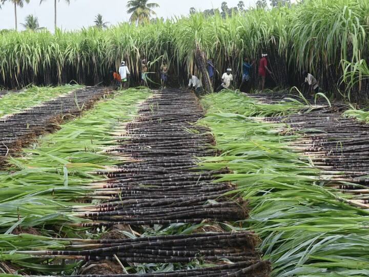 கரும்பு வெட்டி வரிசையாக விவசாயிகள் வைத்திருக்கும் காட்சி.