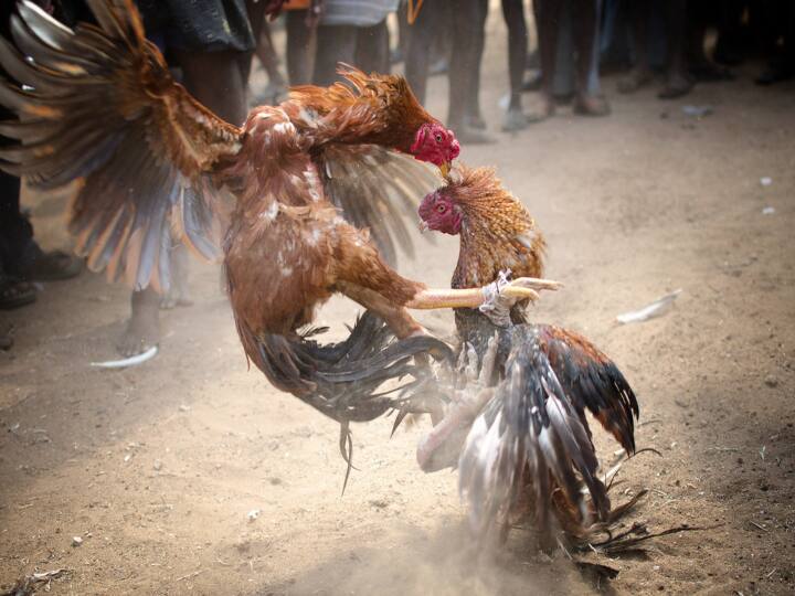 Rooster Fight Banned in tamil nadu till 25th January 2022, cockfights ban in TN - madurai high court branch Rooster Fight Ban: தமிழ்நாட்டில் ஜனவரி 25 வரை சேவல் சண்டைக்கு தடை - நீதிமன்றம் உத்தரவு