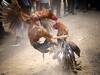 Rooster Fight Ban: தமிழ்நாட்டில் ஜனவரி 25 வரை சேவல் சண்டைக்கு தடை - நீதிமன்றம் உத்தரவு