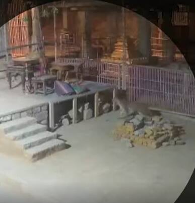 Tiger: కలకలం రేకెత్తిస్తున్న పులి సంచారం