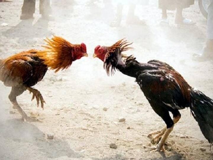 Fighting Roosters Getting Ready to Go On the Pitch - A statewide cockfighting competition ஆடுகளத்திற்கு செல்ல தயாராகும் சண்டை சேவல்கள் - மாநில அளவில் நடைபெற இருக்கும் சேவல் சண்டை போட்டி