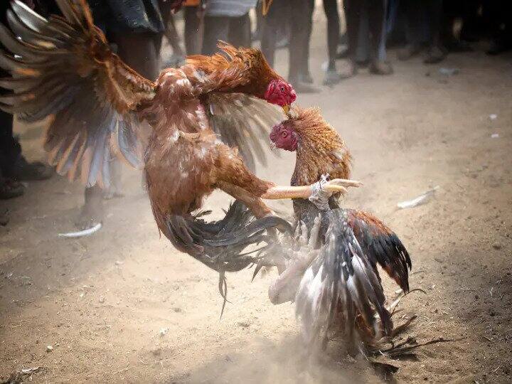 Tamil Nadu: Madurai Bench Of Madras HC Order To Not Allow Rooster Fight Till Jan 25 Tamil Nadu: Madurai Bench Of Madras HC Orders To Not Allow Rooster Fight Till Jan 25