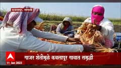 Organic Carrot Factory : सांगलीत चक्क Organic गाजरांची फॅक्टरी, पाहा शेतकऱ्यांची यशोगाथा