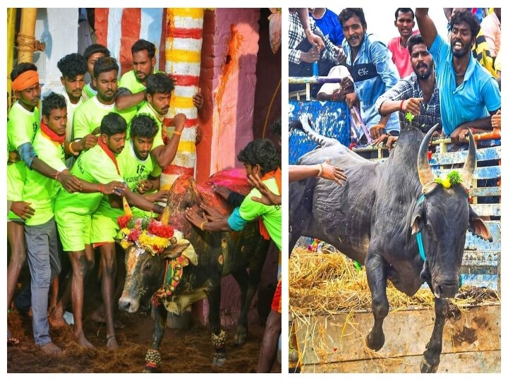 Alankanallur Jallikattu | உள்ளூர் பிரசித்தி பெற்ற ஜல்லிக்கட்டாக மாறும் உலக பிரசித்தி பெற்ற அலங்காநல்லூர் ஜல்லிக்கட்டு; பின்னணியில் கட்டுப்பாடுகள்!