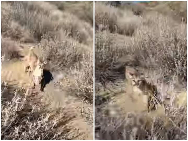 Mountain Lion lying behind a man on a deserted hill intelligently saved his life Watch: सुनसान पहाड़ी पर शख्स के पीछे पड़ा माउंटेन लायन, समझदारी से बची जान