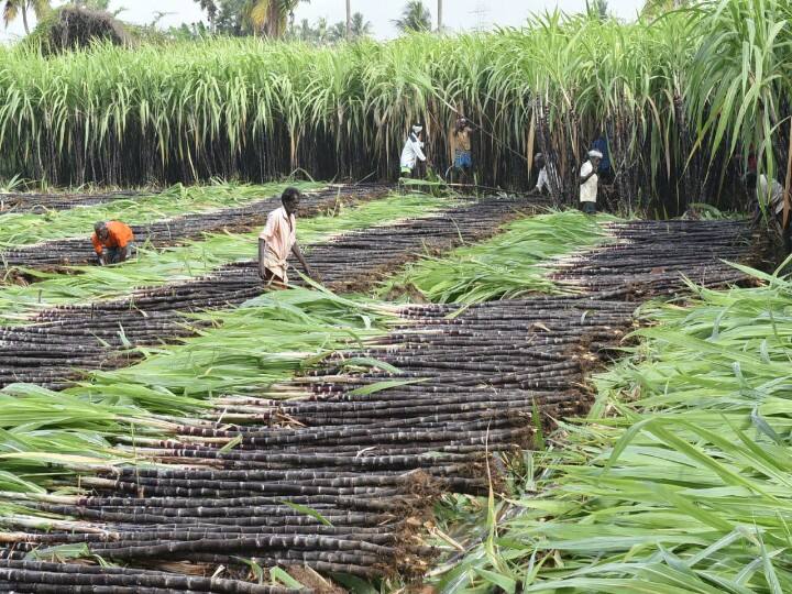 பொங்கலுக்கு கரும்புகளை விவசாயிகள் வேகமாக வெட்டி வருகின்றனர்.
