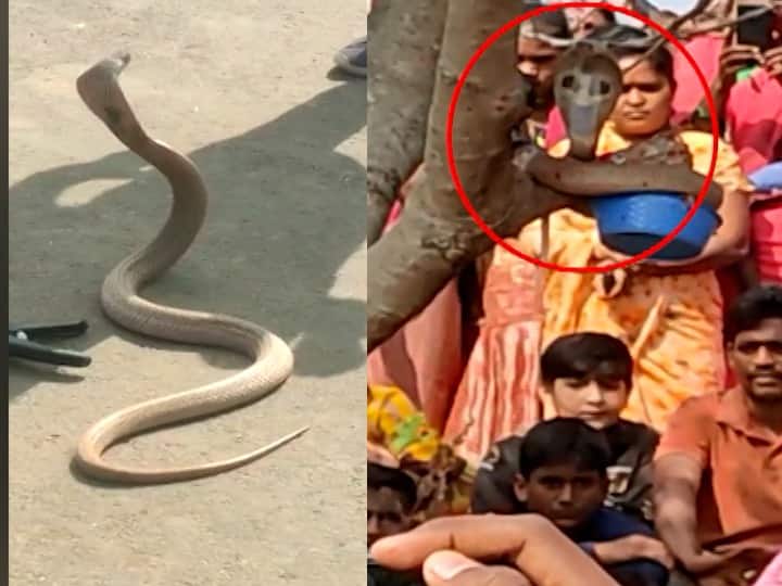 Viral News video The discussion of this snake in Karnataka this is the reason Viral News : कर्नाटकात 'या' नागराजाची चर्चा, 'हे' आहे कारण